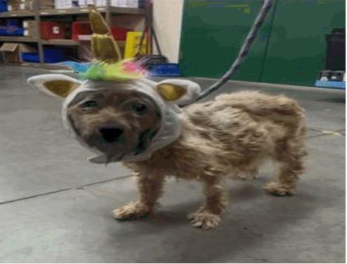 Maz K9ta, a Adoptable mixed breed in Reno, NV image 1/3