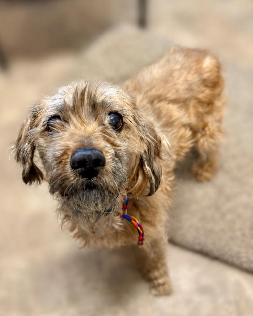 Maz K9ta, a Adoptable mixed breed in Reno, NV image 2/3