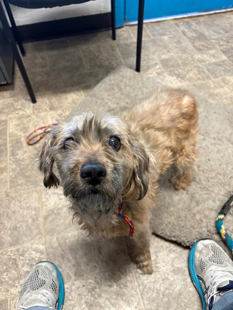 Maz K9ta, a Adoptable mixed breed in Reno, NV image 3/3