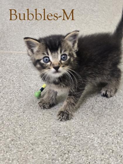 Enlarge Bubbles, a Adoptable mixed breed in Guntersville, AL image 1/1