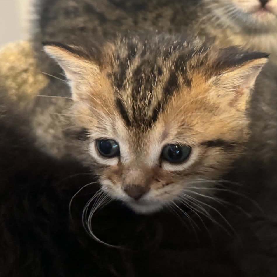 Baily kitten 3, Adoptable, Kitten Female Domestic Short Hair.