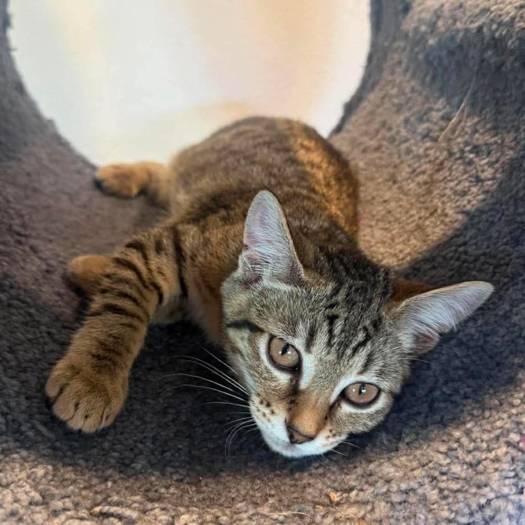 Moose, a Adoptable Domestic Short Hair in Ferndale, WA image 2/4