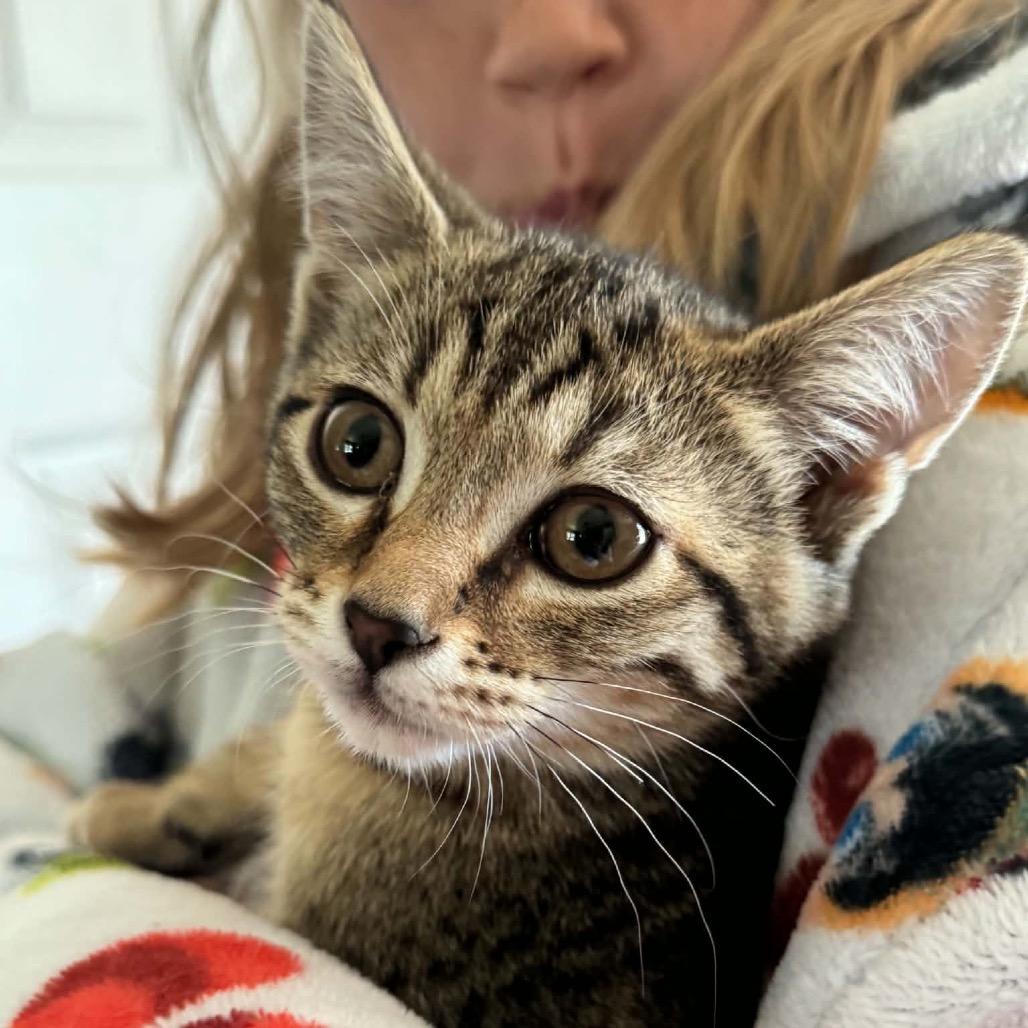 Moose, a Adoptable Domestic Short Hair in Ferndale, WA image 3/4
