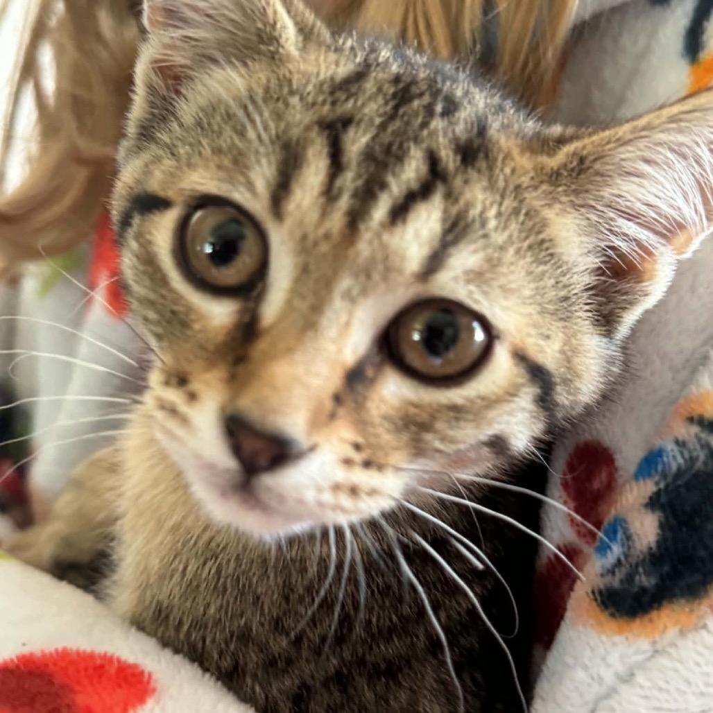 Moose, a Adoptable Domestic Short Hair in Ferndale, WA image 4/4