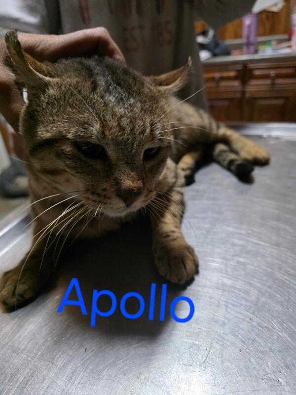 Apollo