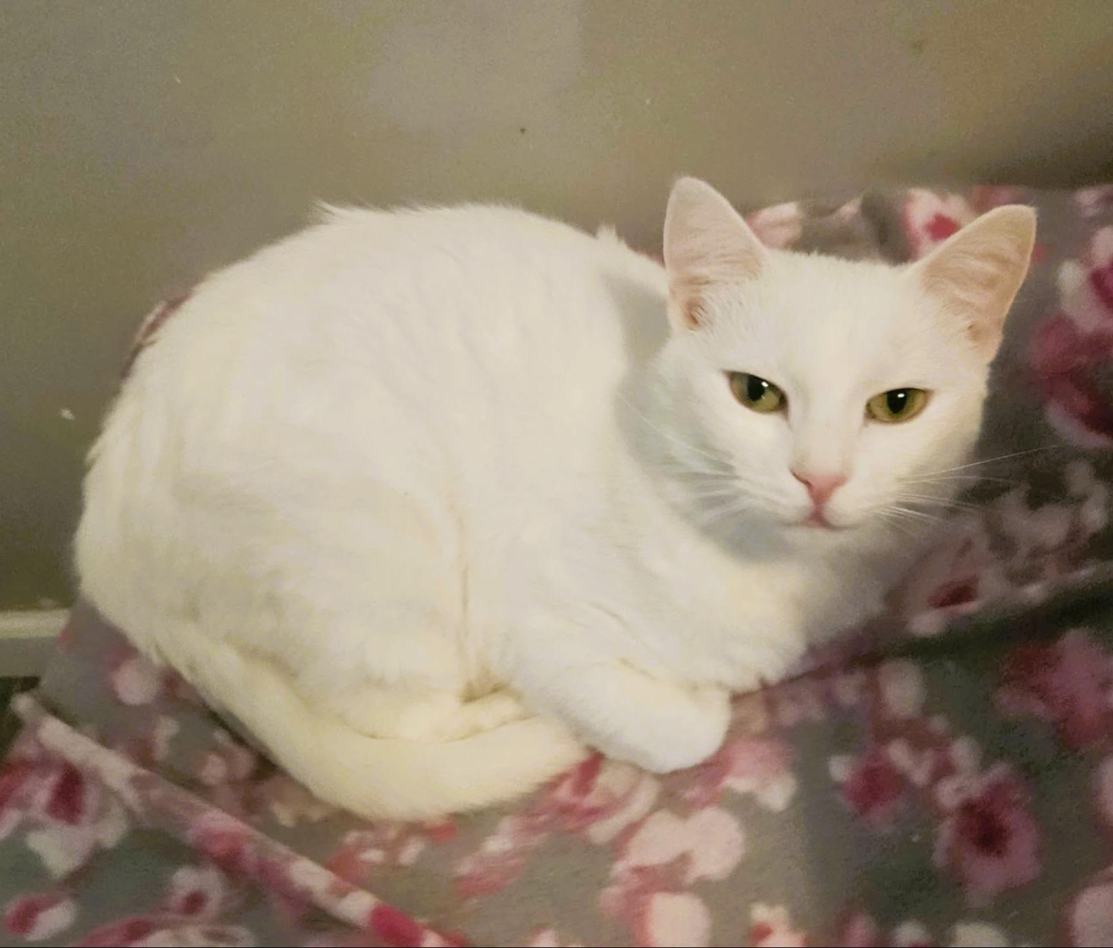 Enlarge Sophie (Beautiful LapCat), a ADOPTABLE Domestic Short Hair in Rochester, NY image 1/6