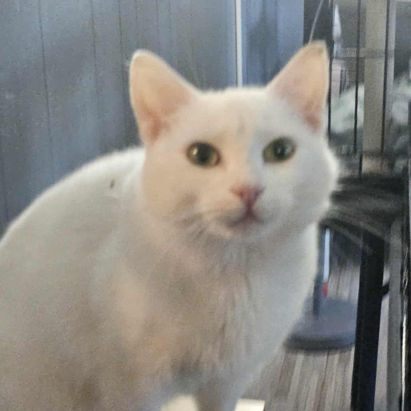 Enlarge Sophie (Beautiful LapCat), a ADOPTABLE Domestic Short Hair in Rochester, NY image 2/6