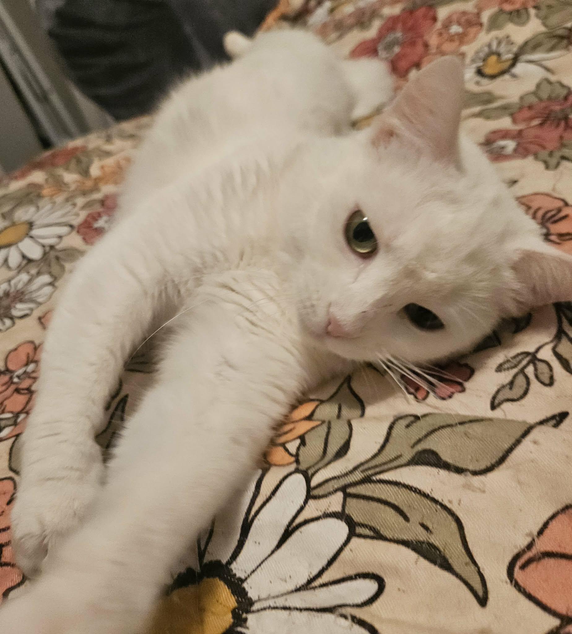 Enlarge Sophie (Beautiful LapCat), a ADOPTABLE Domestic Short Hair in Rochester, NY image 6/6