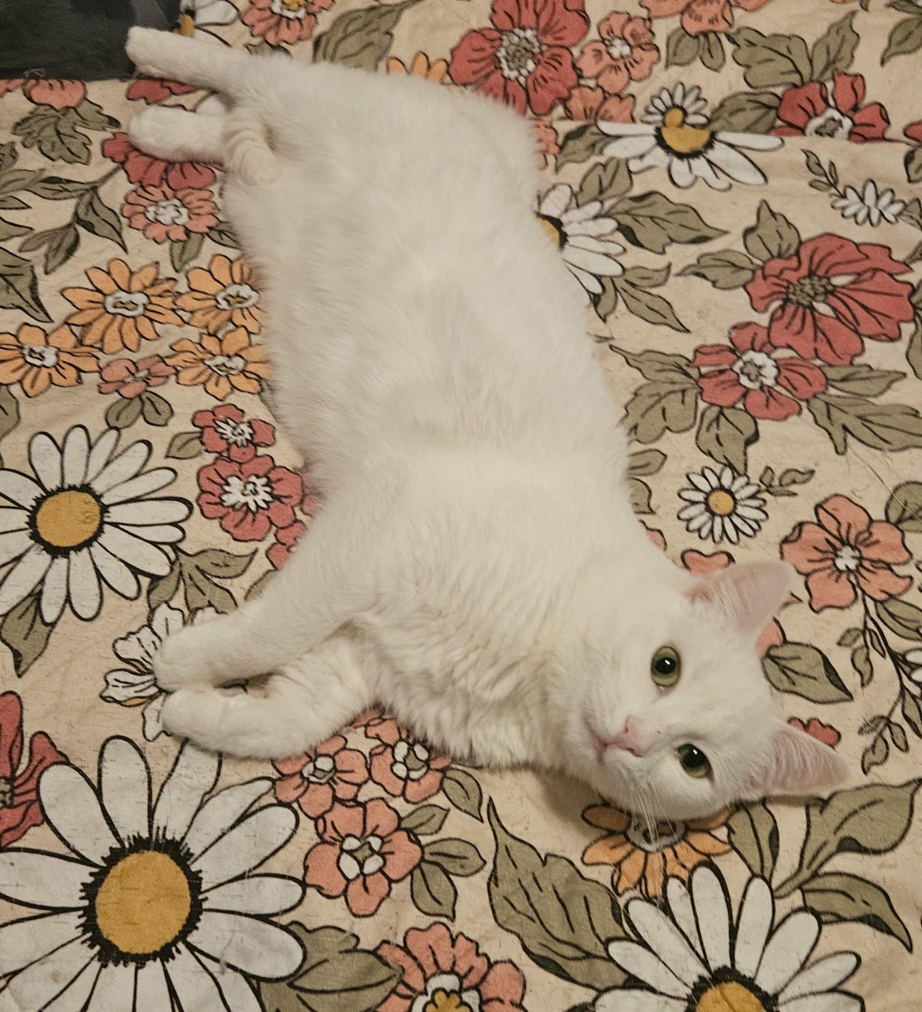 Enlarge Sophie (Beautiful LapCat), a ADOPTABLE Domestic Short Hair in Rochester, NY image 5/6