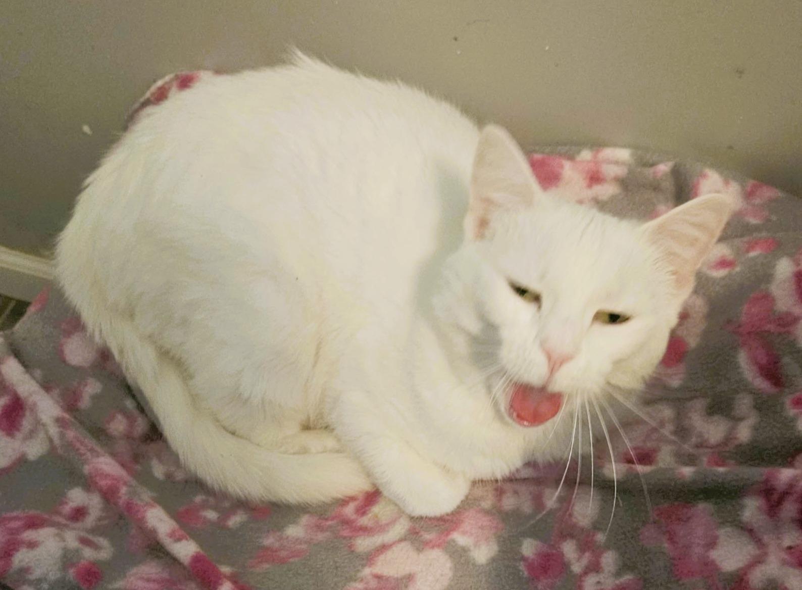 Enlarge Sophie (Beautiful LapCat), a ADOPTABLE Domestic Short Hair in Rochester, NY image 6/6