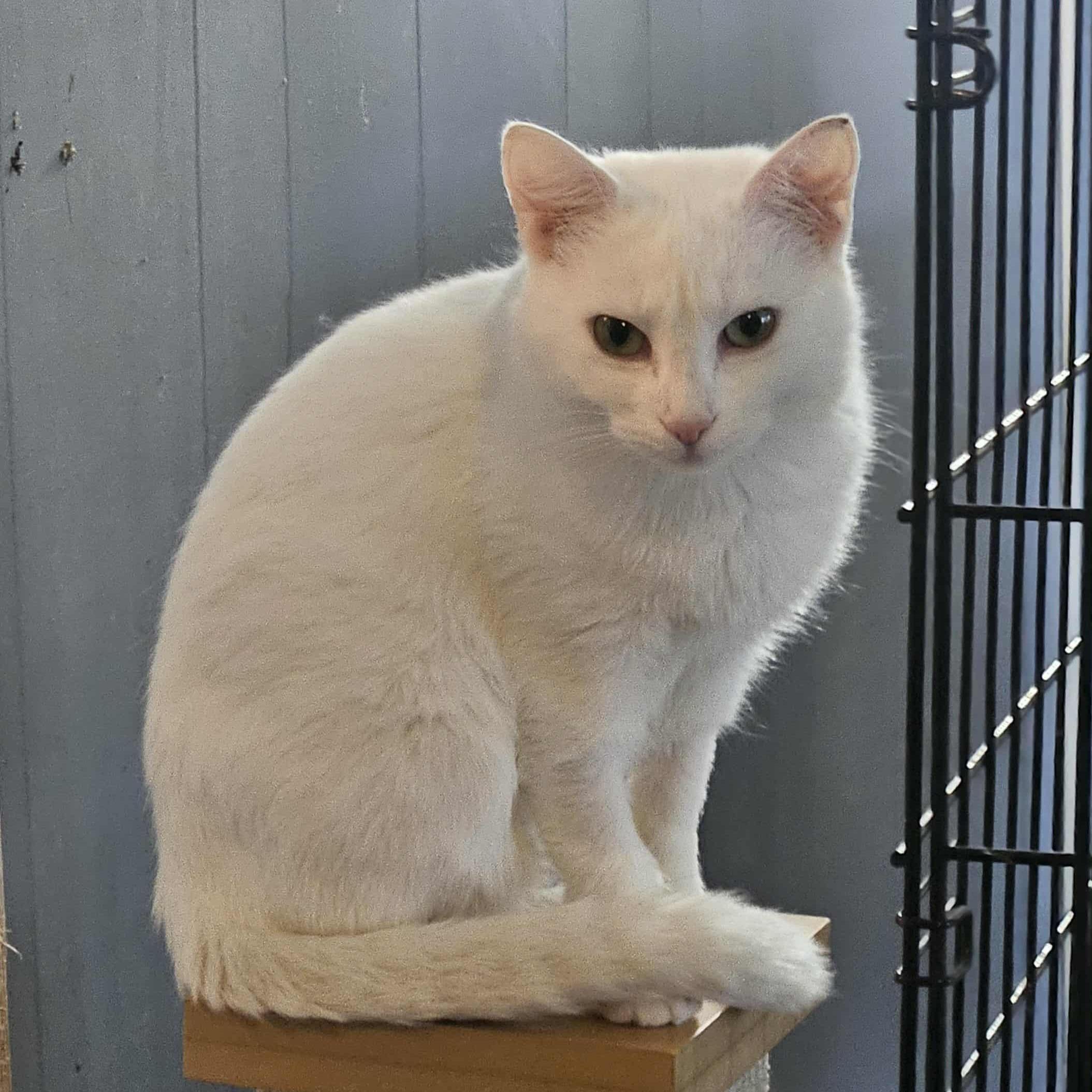 Enlarge Sophie (Beautiful LapCat), a ADOPTABLE Domestic Short Hair in Rochester, NY image 3/6