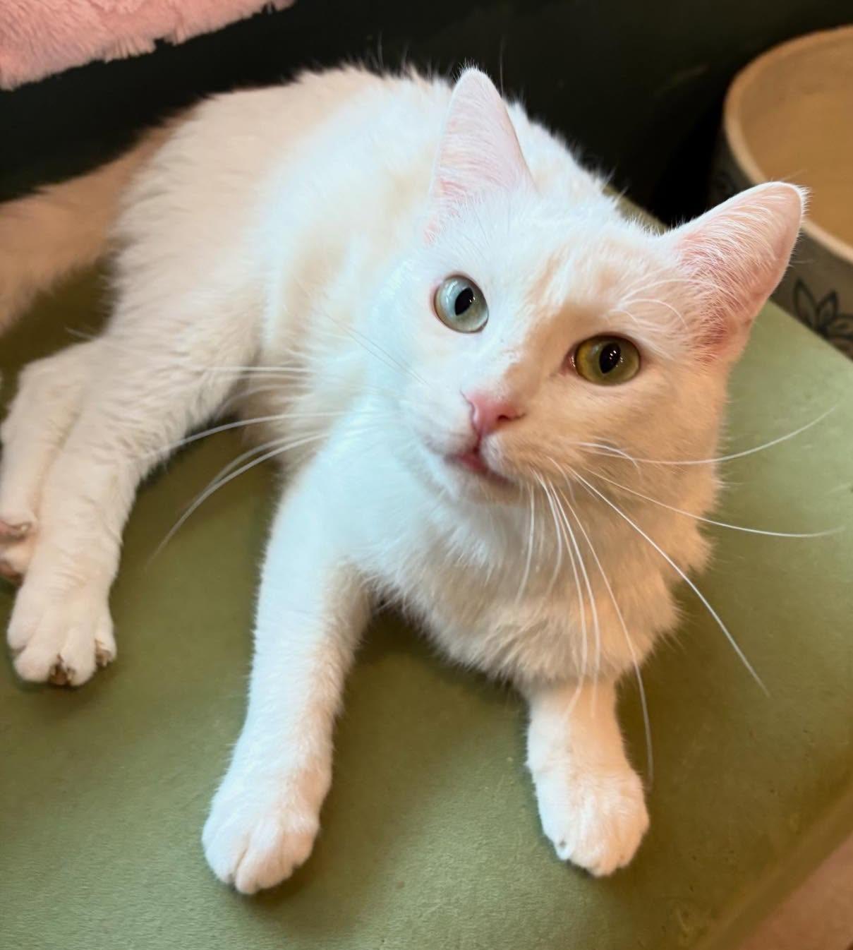 Sophie (Beautiful LapCat), ADOPTABLE, Kitten Female Domestic Short Hair.