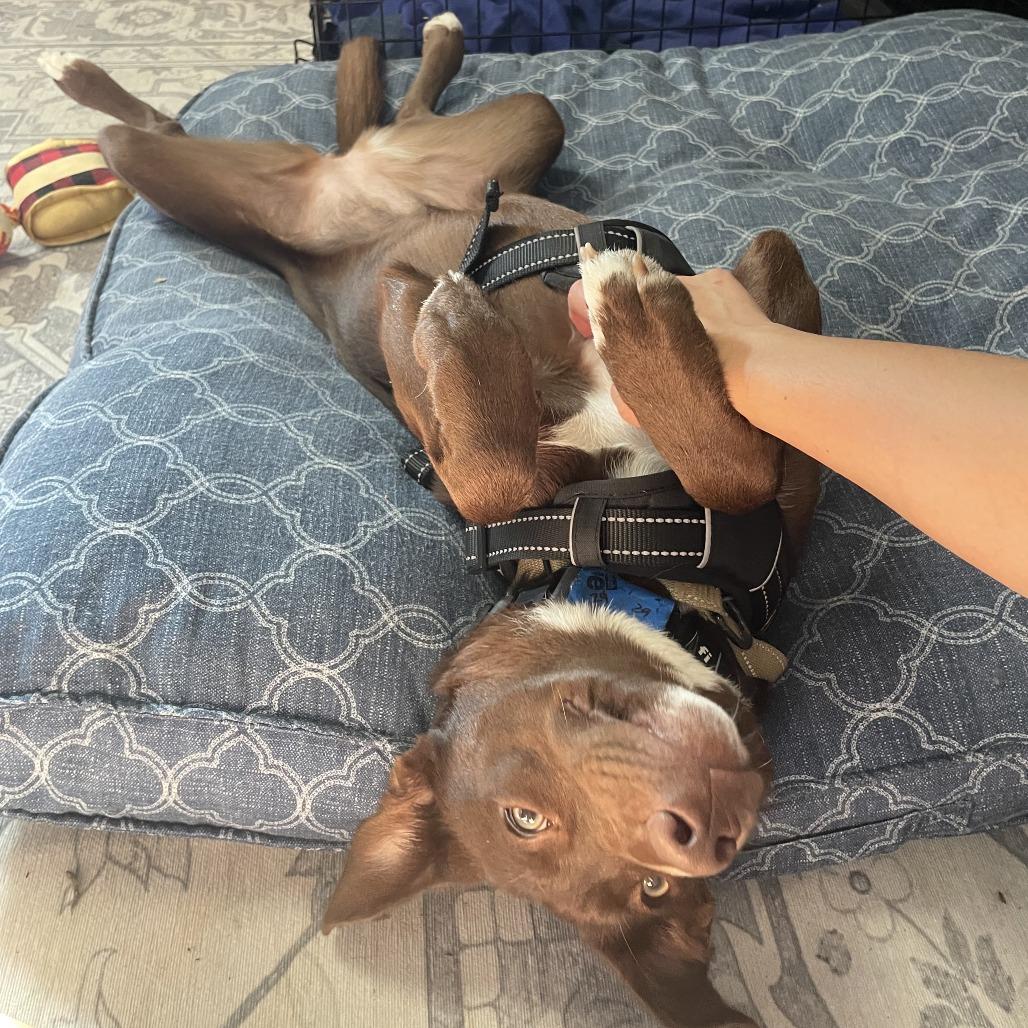 WILMA, a Adoptable mixed breed in Point Richmond, CA image 2/6