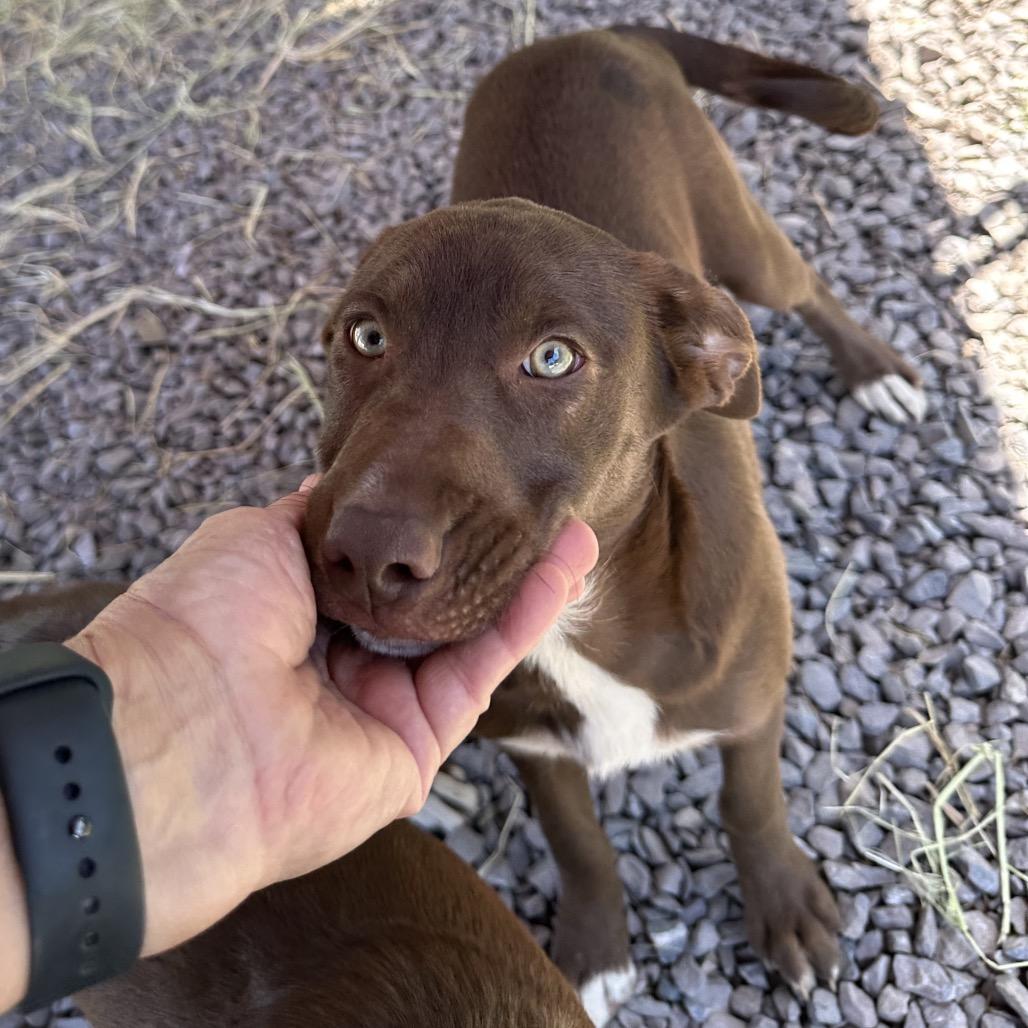 WILMA, a Adoptable mixed breed in Point Richmond, CA image 3/6