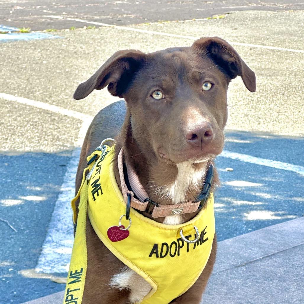 WILMA, Adoptable, Young Female Australian Kelpie & Border Collie.