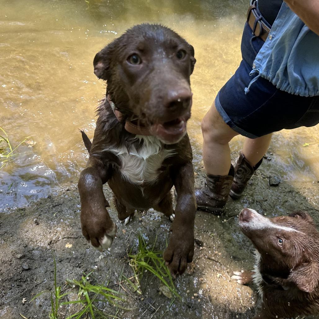 Enlarge WILMA, a Adoptable mixed breed in Point Richmond, CA image 2/6