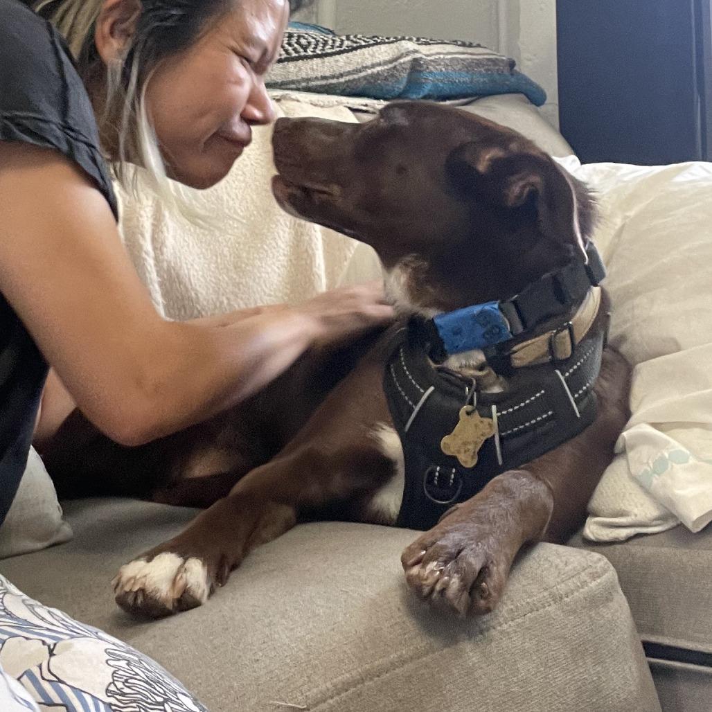 WILMA, a Adoptable mixed breed in Point Richmond, CA image 4/6