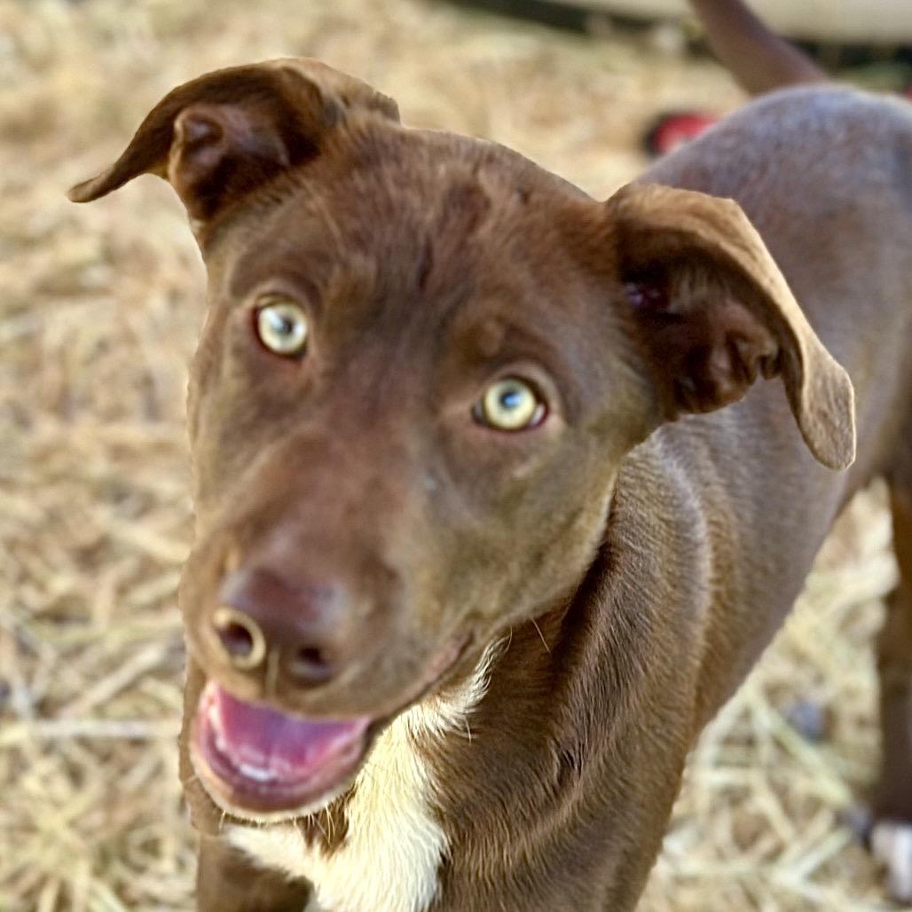 Enlarge WILMA, a Adoptable mixed breed in Point Richmond, CA image 3/6