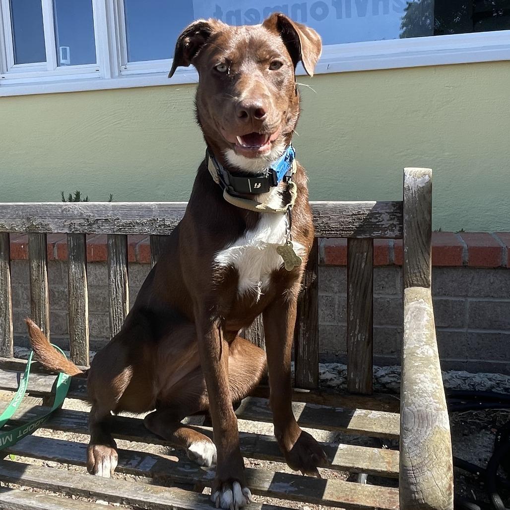 Enlarge WILMA, a Adoptable mixed breed in Point Richmond, CA image 5/6