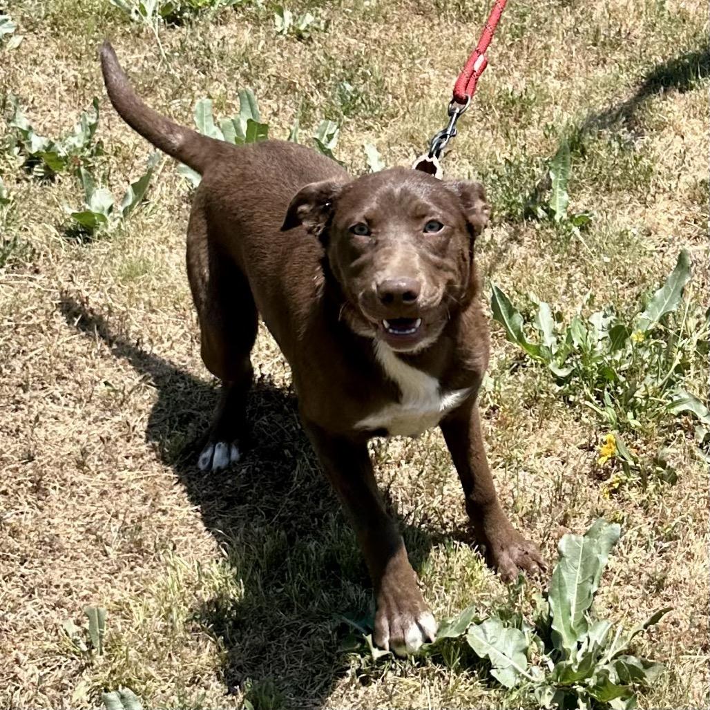 Enlarge WILMA, a Adoptable mixed breed in Point Richmond, CA image 6/6