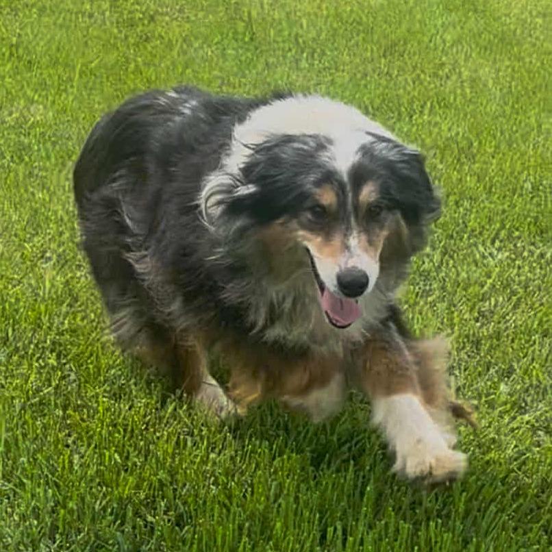Gypsy (AWAITING TRANSFER), Adoptable, Senior Female Australian Shepherd & Australian Shepherd.