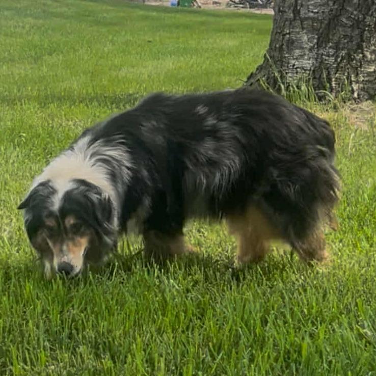 Enlarge Gypsy, a Adoptable mixed breed in Ada, MN image 2/3