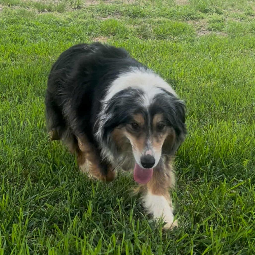 Enlarge Gypsy, a Adoptable mixed breed in Ada, MN image 3/3