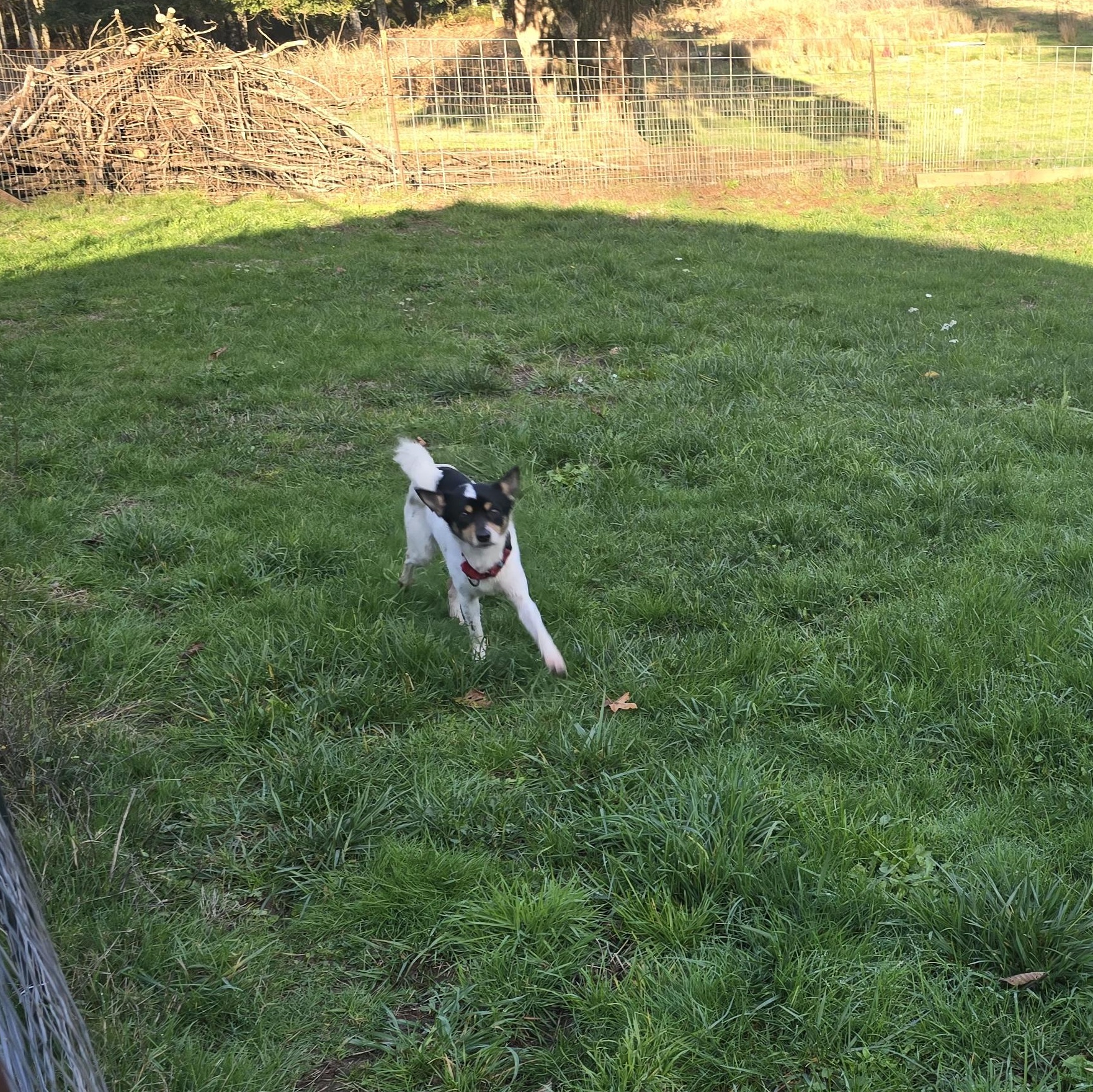 Enlarge Pickles, a ADOPTABLE mixed breed in Winlock, WA image 2/5