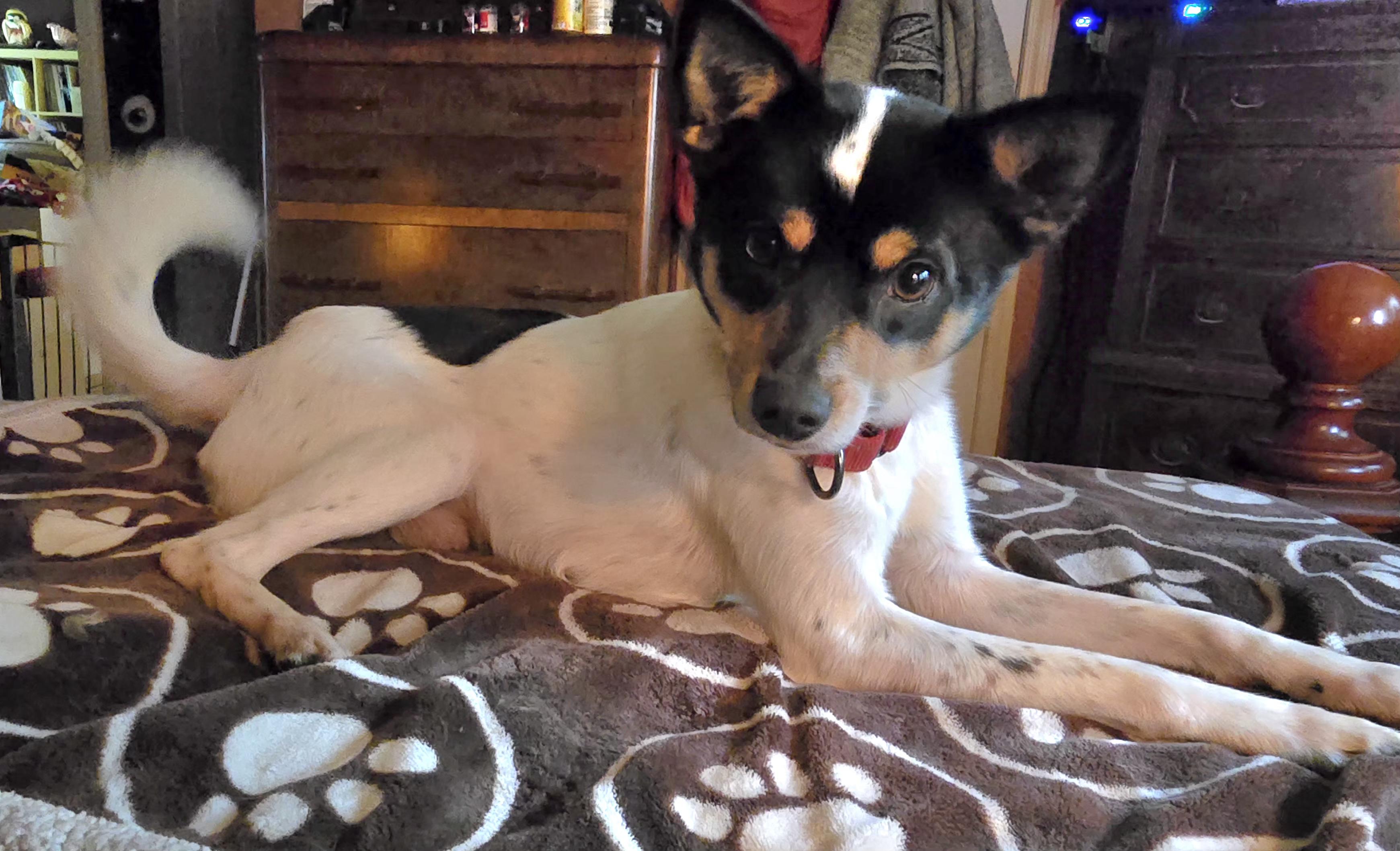 Enlarge Pickles, a ADOPTABLE mixed breed in Winlock, WA image 4/5