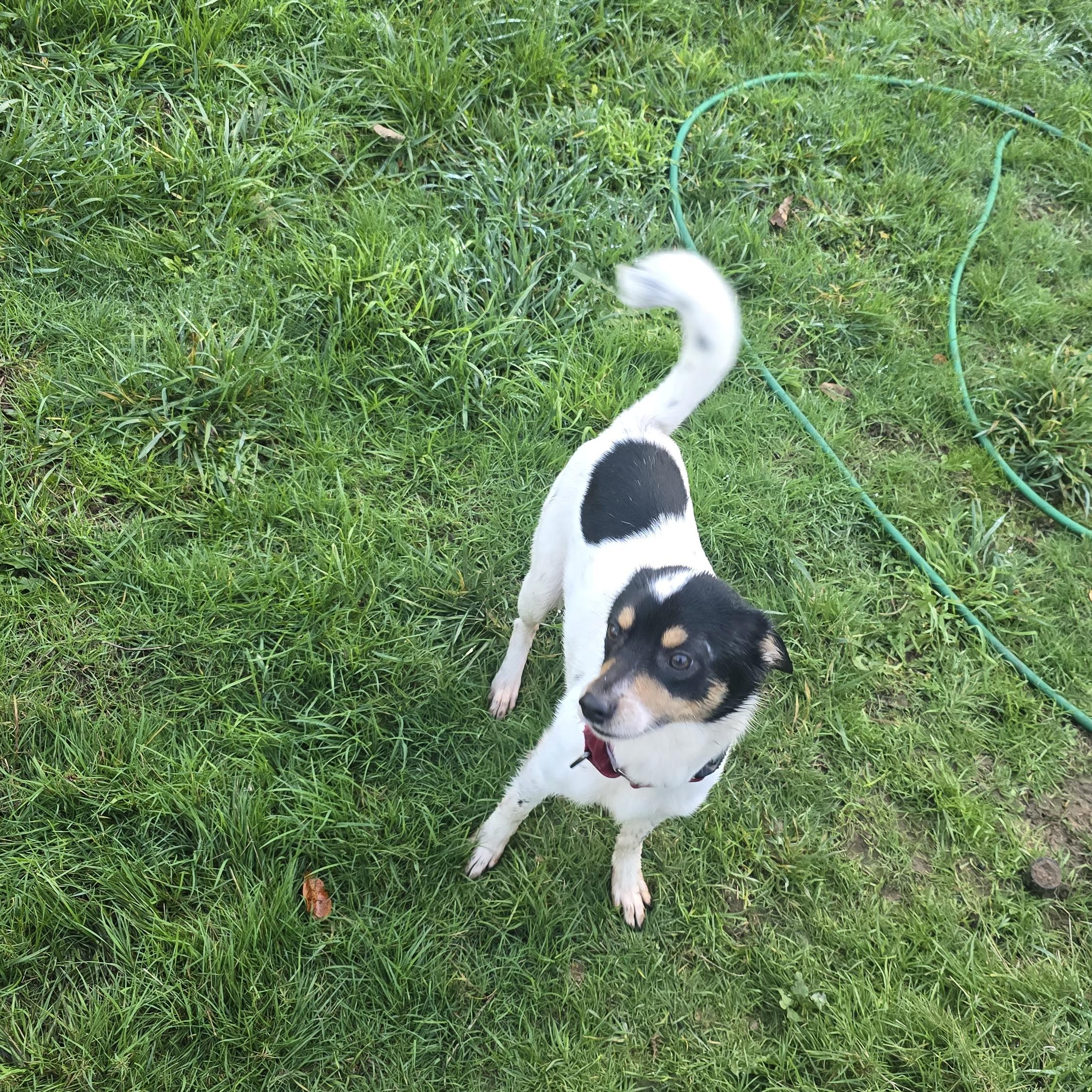 Enlarge Pickles, a ADOPTABLE mixed breed in Winlock, WA image 3/5