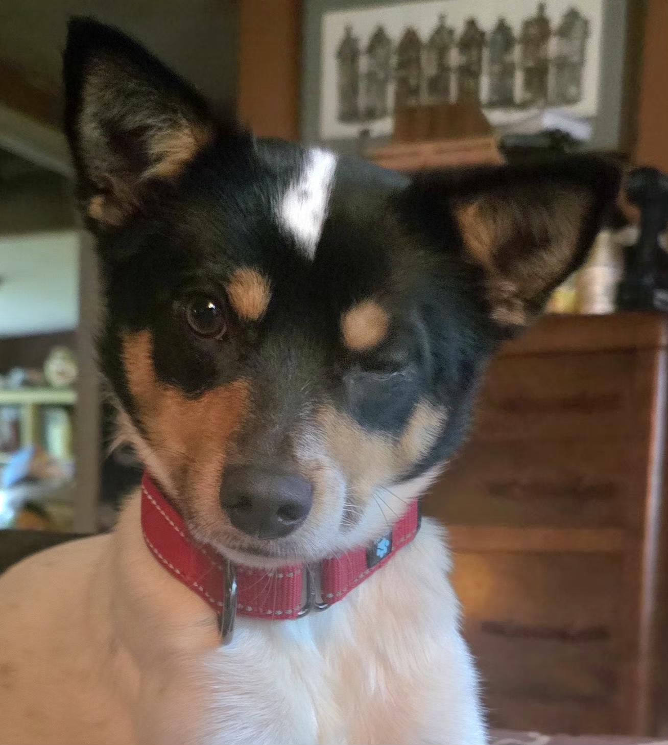 Enlarge Pickles, a ADOPTABLE mixed breed in Winlock, WA image 1/5