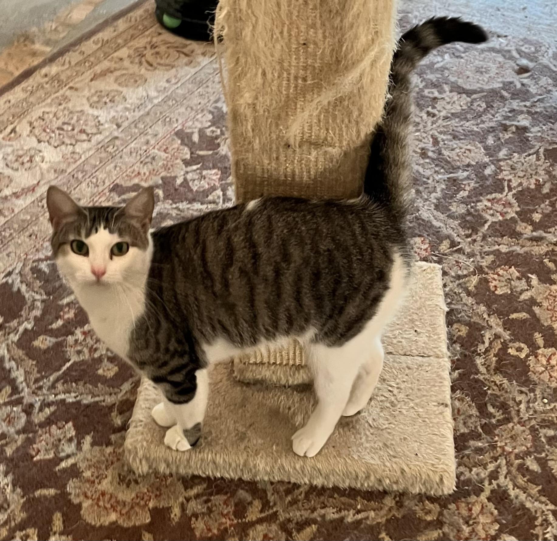 Prissy, Adoptable, Young Female Tabby.