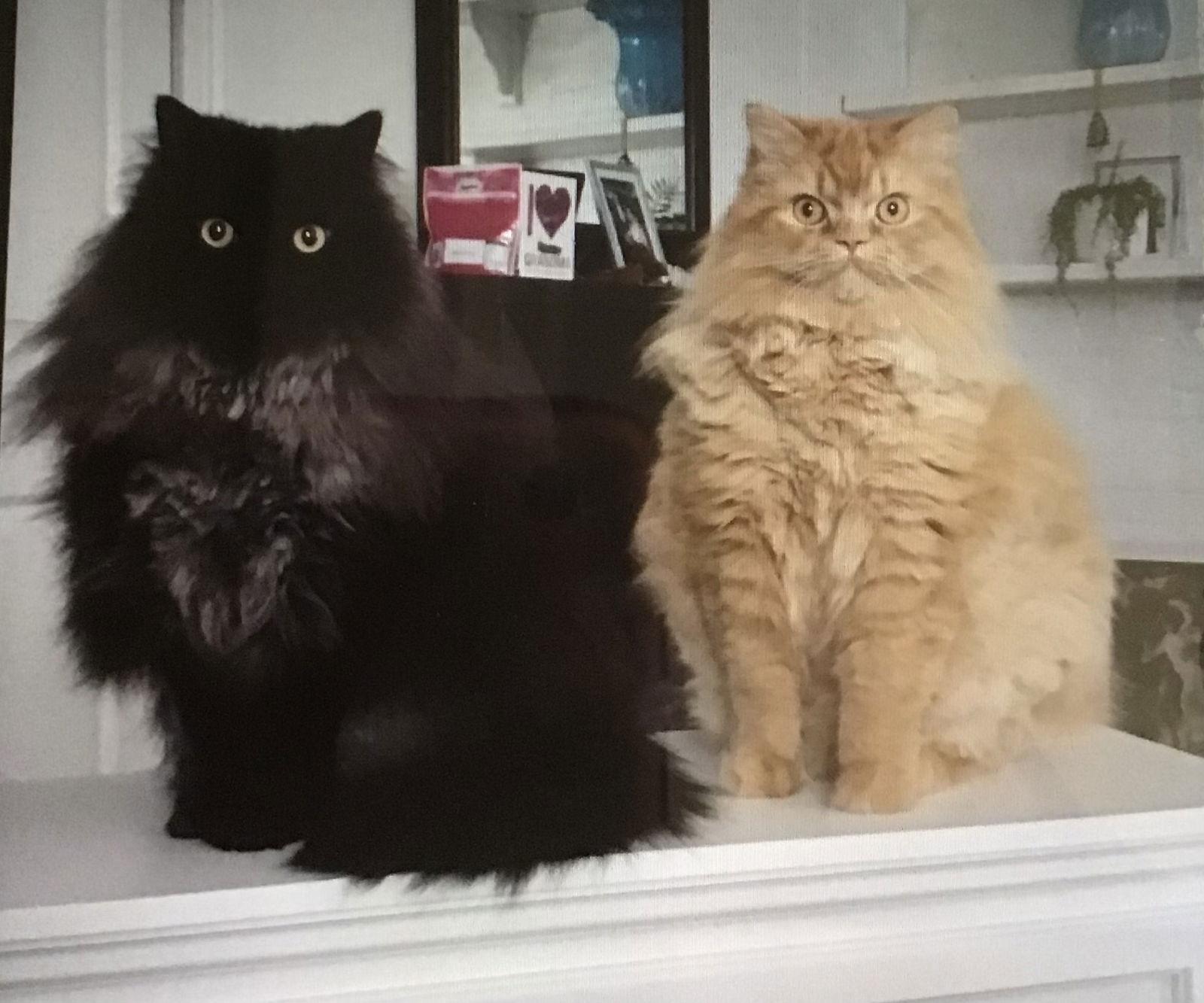 Enlarge JELLY BEAN & BABY KITTY, a Adoptable Himalayan in London, ON image 1/3