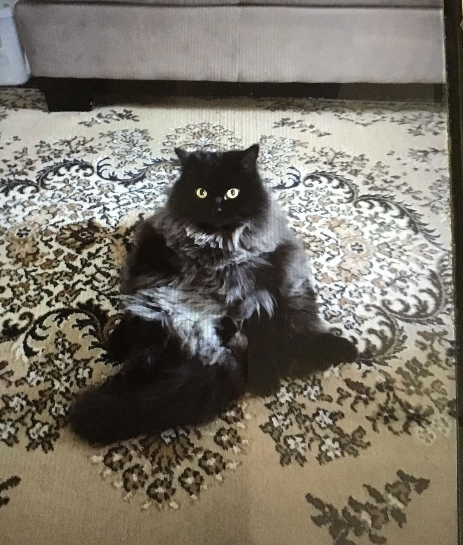 Enlarge JELLY BEAN & BABY KITTY, a Adoptable Himalayan in London, ON image 2/3