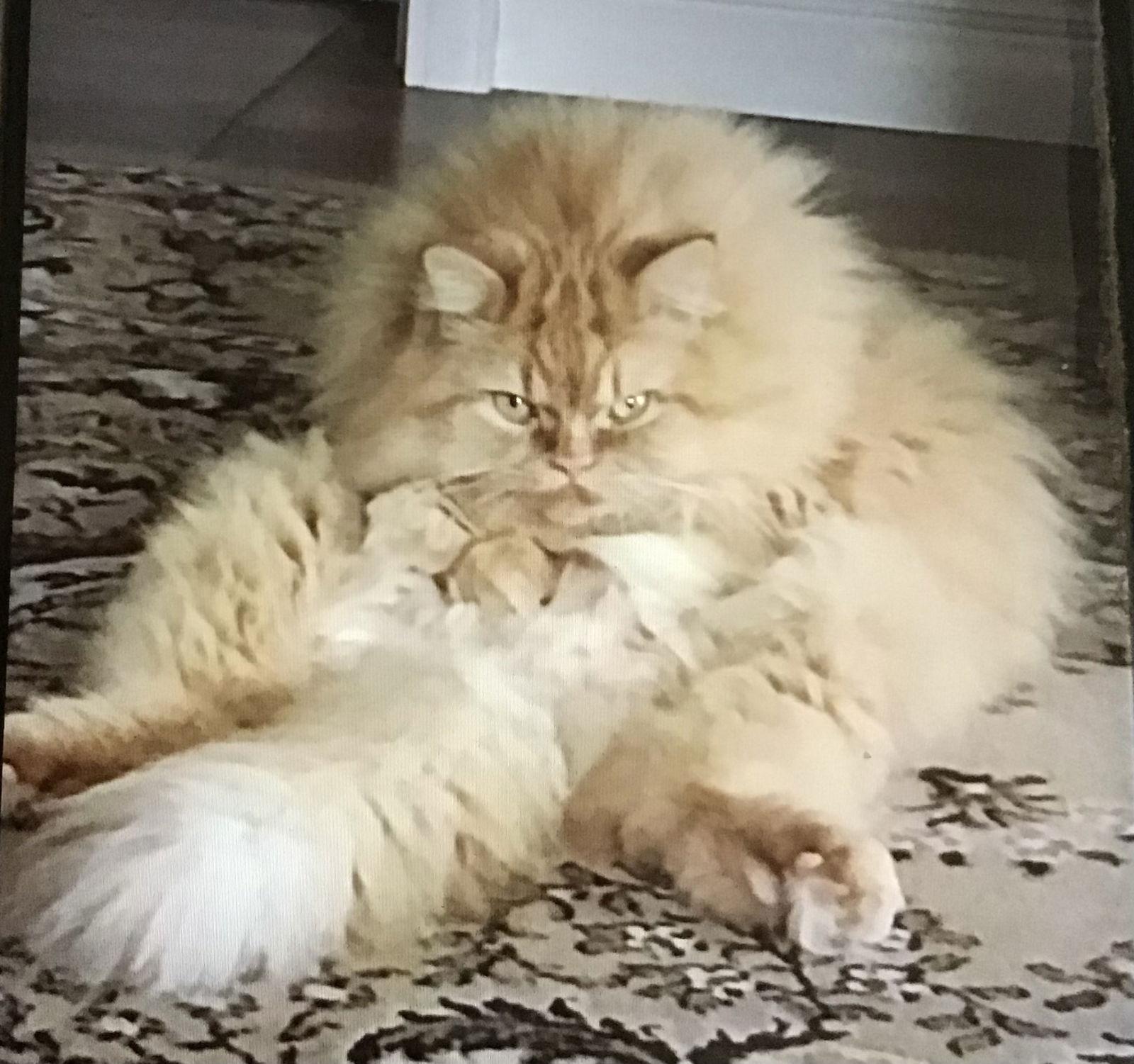 Enlarge JELLY BEAN & BABY KITTY, a Adoptable Himalayan in London, ON image 3/3