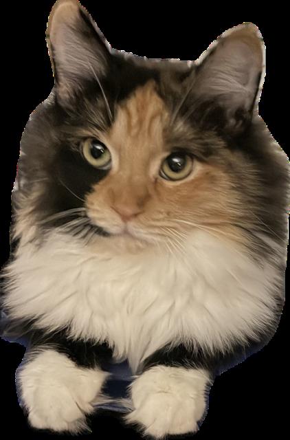 Enlarge Olena, a Adopted mixed breed in Phoenix, AZ image 1/3