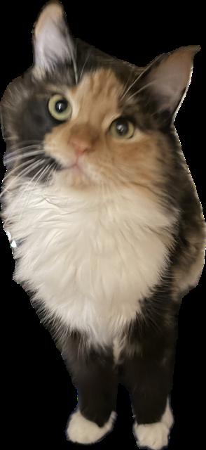 Enlarge Olena, a Adopted mixed breed in Phoenix, AZ image 2/3