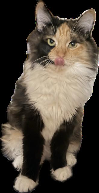 Enlarge Olena, a Adopted mixed breed in Phoenix, AZ image 3/3