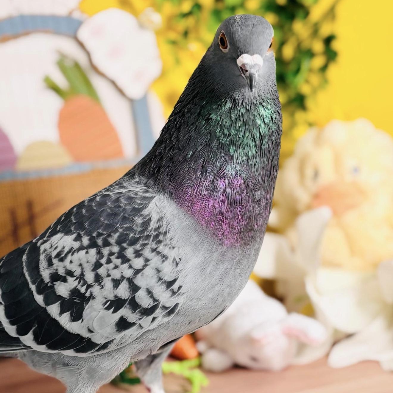 Caterpillar, adopted, Adult Unknown Pigeon.