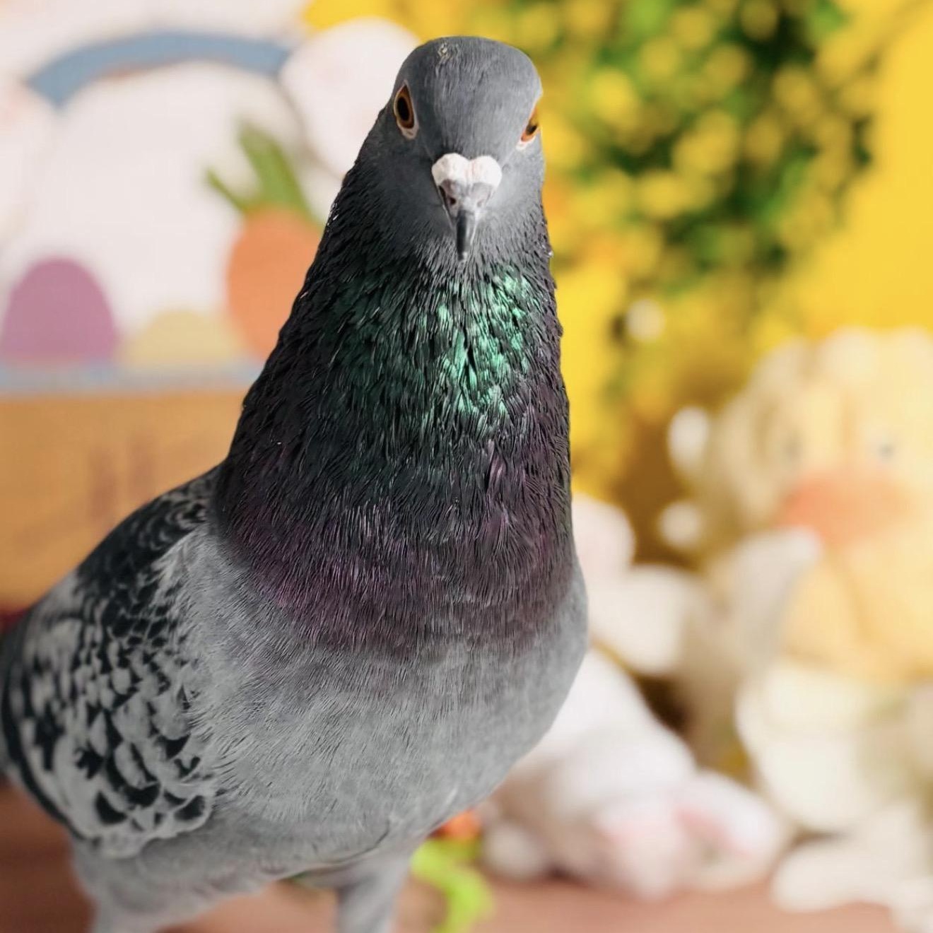 Enlarge Caterpillar, an adopted Pigeon in Chicago, IL image 2/2