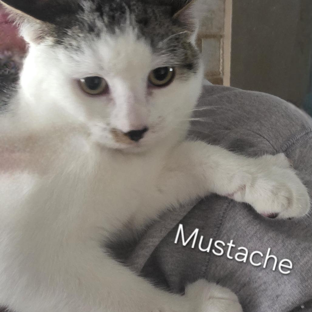 Enlarge Mustache, a Adoptable Domestic Short Hair in Layton, UT image 1/1