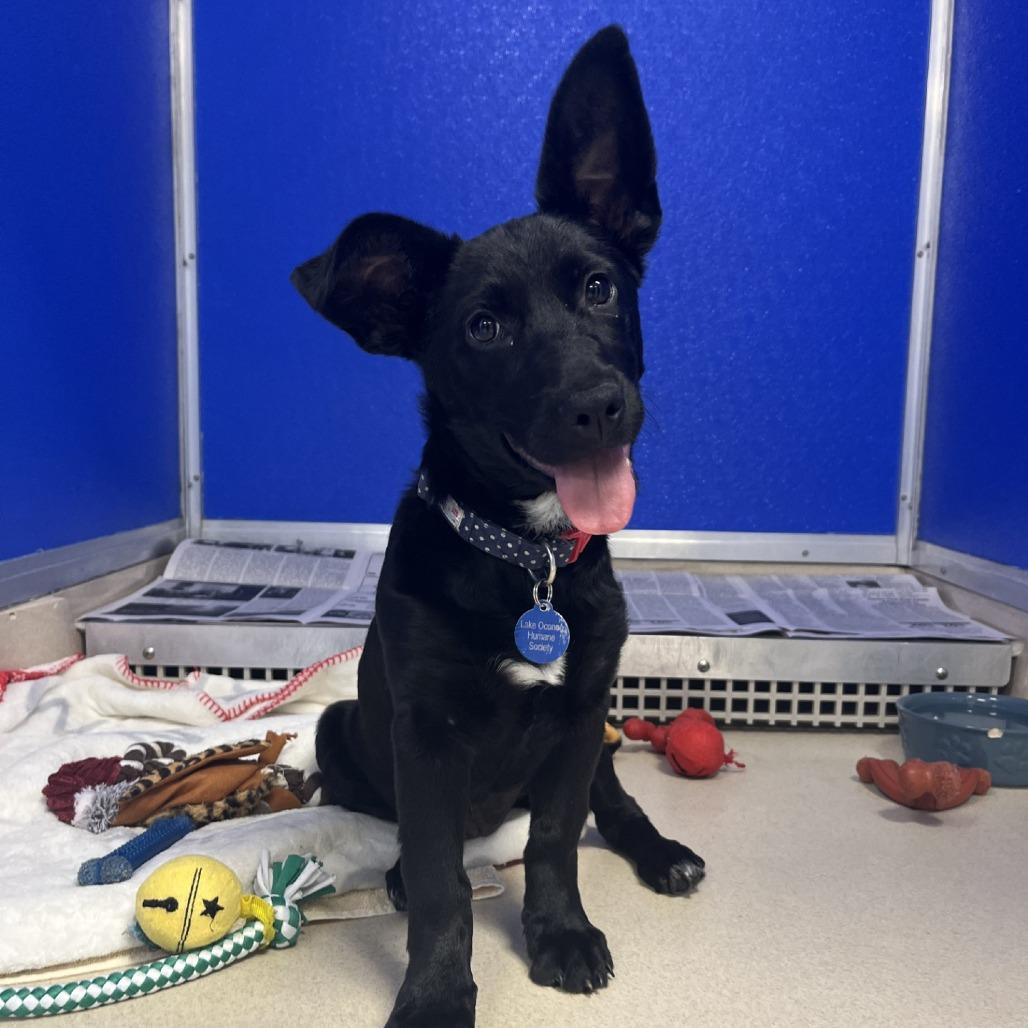 Enlarge Olympia, a Adoptable mixed breed in Greensboro, GA image 2/5