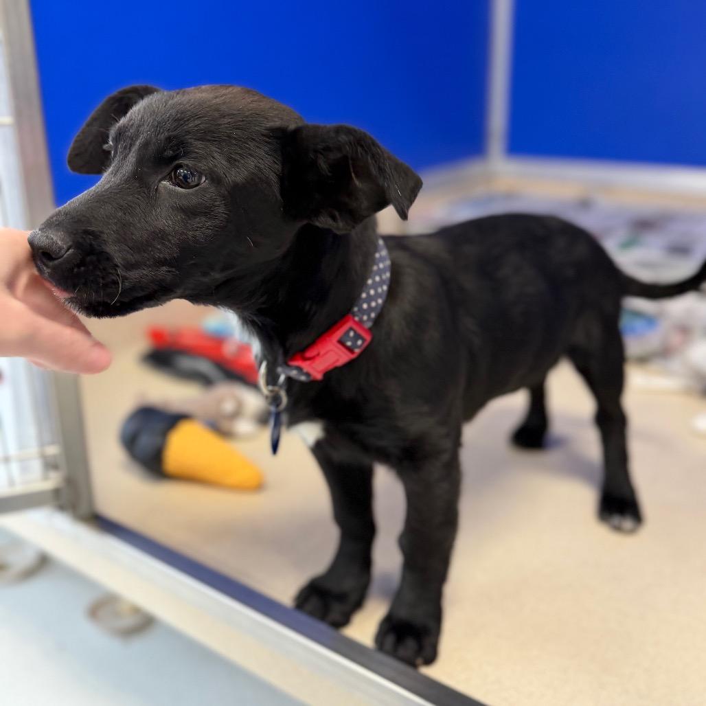 Enlarge Olympia, a Adoptable mixed breed in Greensboro, GA image 3/5