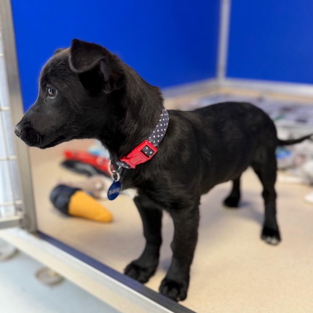 Enlarge Olympia, a Adoptable mixed breed in Greensboro, GA image 4/5