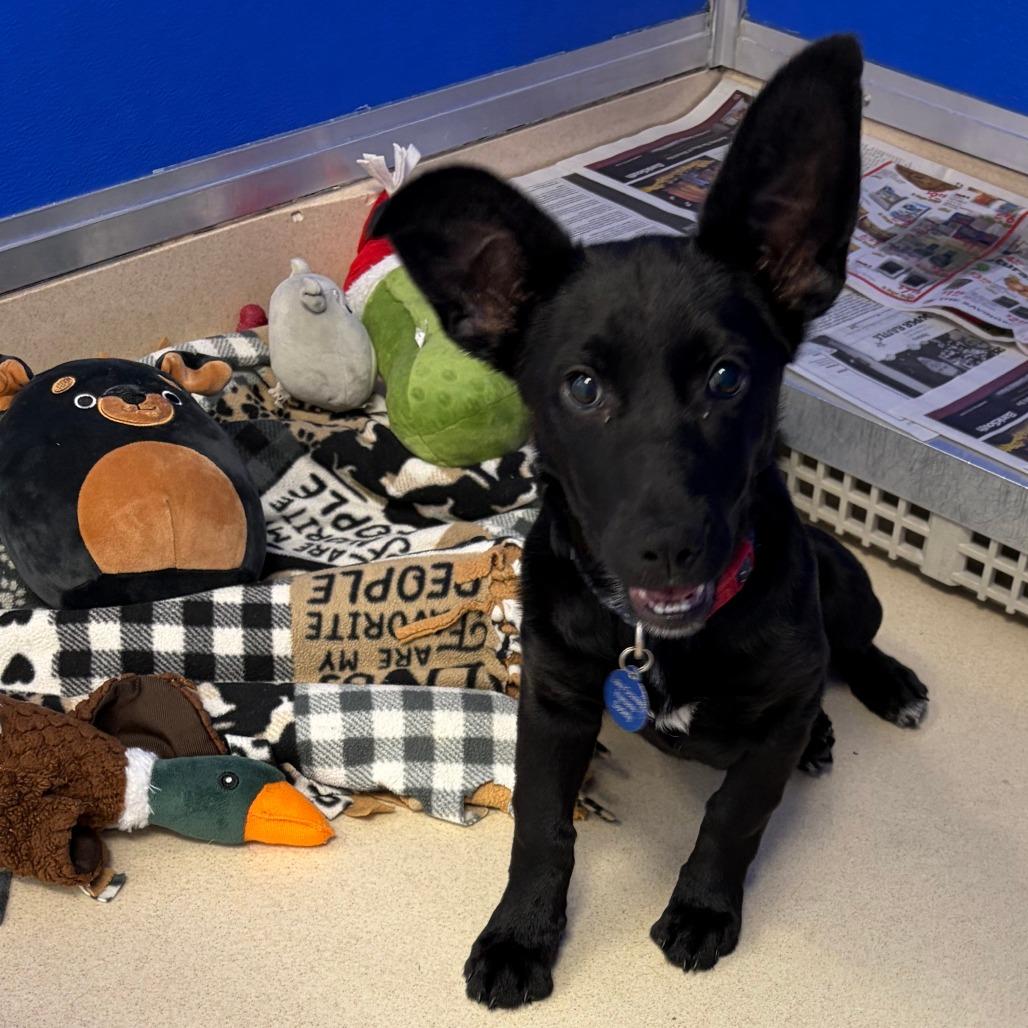 Enlarge Olympia, a Adoptable mixed breed in Greensboro, GA image 5/5