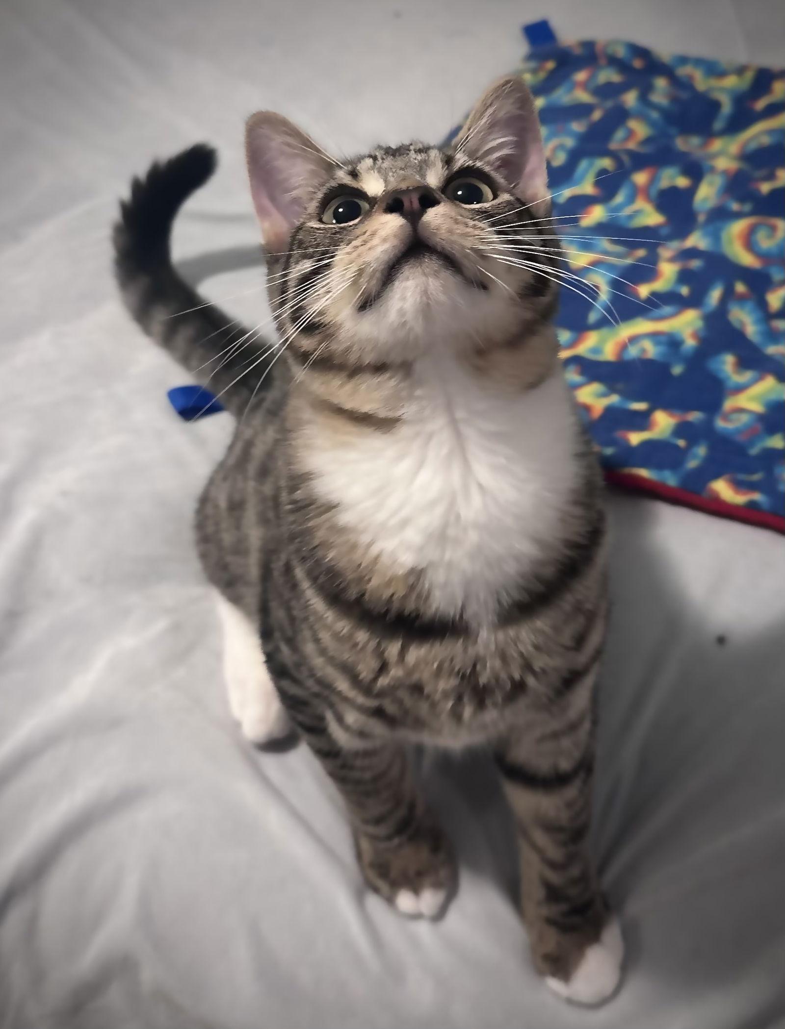 Belle & TW, Adoptable, Young Male Calico & Domestic Short Hair.