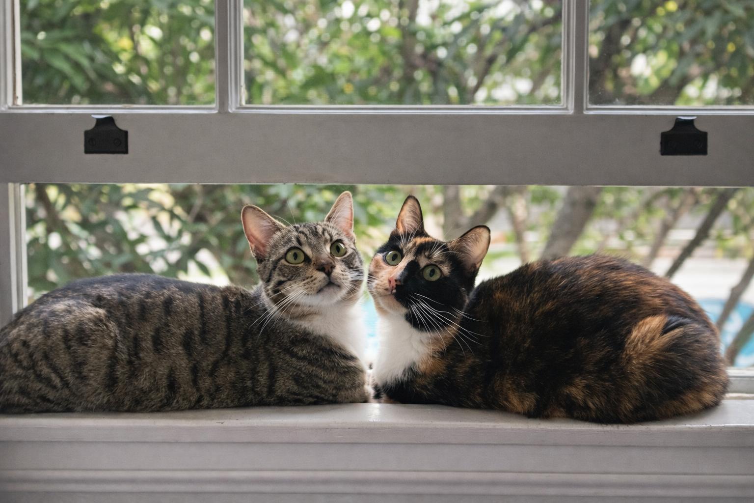 Enlarge Belle & TW, a Adoptable mixed breed in Long Beach, CA image 3/3