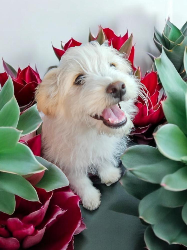 Enlarge Dot AKA Dottie Westie, a Adopted mixed breed in Gallup, NM image 1/6