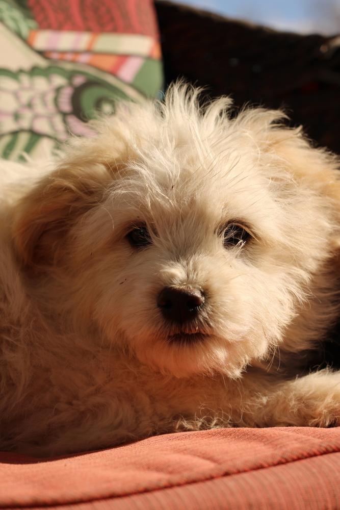 Enlarge Dot AKA Dottie Westie, a Adopted mixed breed in Gallup, NM image 2/6