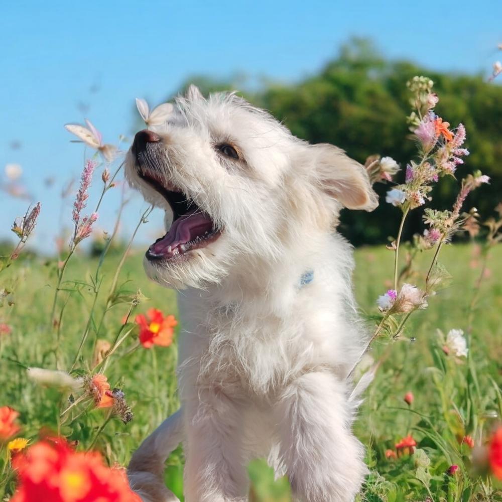 Enlarge Dot AKA Dottie Westie, a Adopted mixed breed in Gallup, NM image 3/6